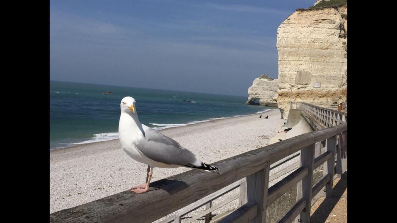 Villa Des Peintres Étretat Kültér fotó